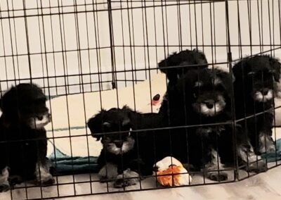 Steppenwolf Previous Puppies