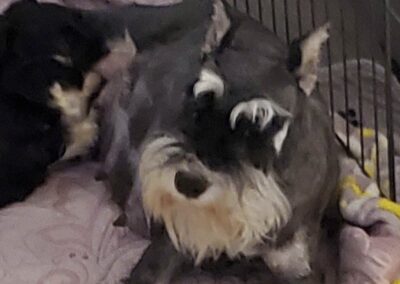 Steppenwolf Previous Puppies