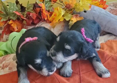 Steppenwolf Previous Puppies