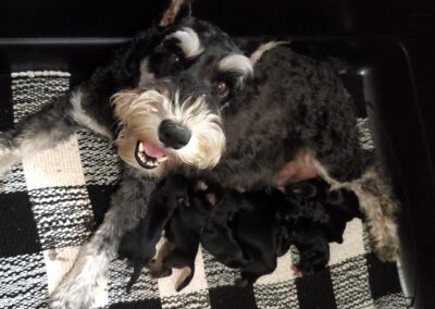 Steppenwolf Previous Puppies