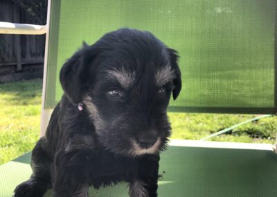 Steppenwolf Previous Puppies