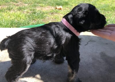 Steppenwolf Previous Puppies