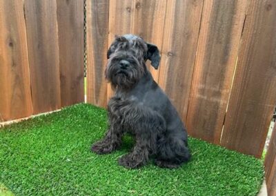 Steppenwolf Previous Puppies