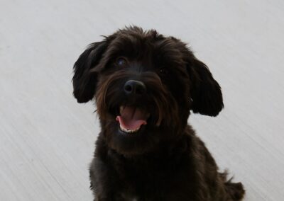 Steppenwolf Previous Puppies