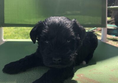 Steppenwolf Previous Puppies